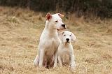 DOGUE ARGENTIN 079